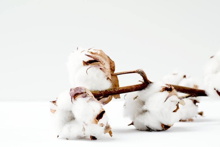 Cotton growing on branch 